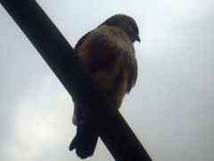 Buteo japonicus