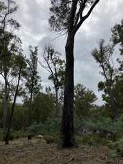 Eucalyptus amygdalina