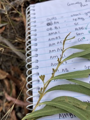Eucalyptus amygdalina
