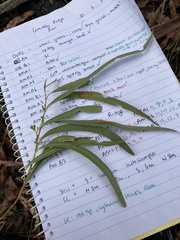 Eucalyptus amygdalina