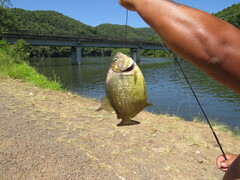 Serrasalmus maculatus
