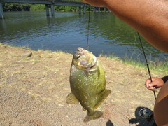 Serrasalmus maculatus