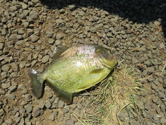 Serrasalmus maculatus