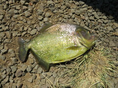 Serrasalmus maculatus