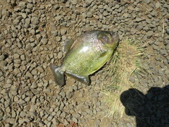 Serrasalmus maculatus