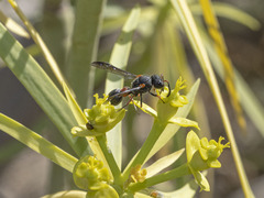 Leptochilus cruentatus