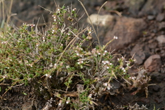 Eriocephalus