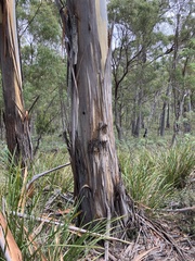 Eucalyptus viminalis