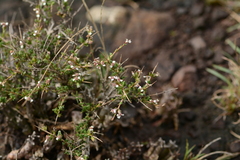 Eriocephalus