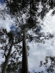 Eucalyptus viminalis