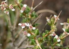 Eriocephalus