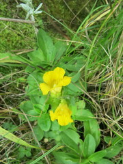 Alectra sessiliflora