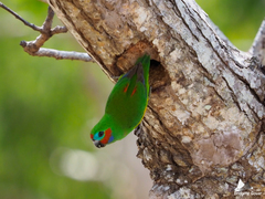 Cyclopsitta diophthalma