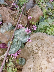 Cyclamen coum