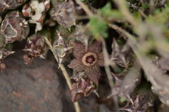 Orbea cooperi