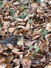Turdus merula