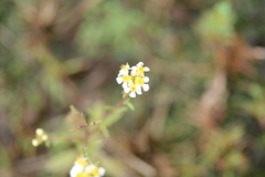 Melanospermum transvaalense