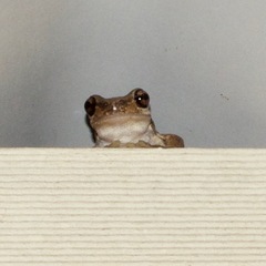 Litoria dentata
