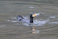 Phalacrocorax carbo hanedae