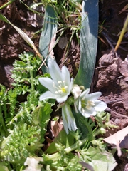 Ornithogalum lanceolatum