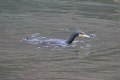Phalacrocorax carbo hanedae