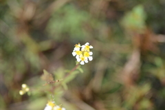 Melanospermum transvaalense