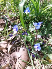 Veronica syriaca