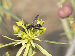 Leptochilus cruentatus