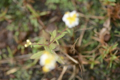 Melanospermum transvaalense