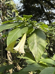 Brugmansia