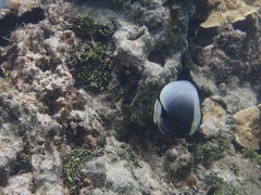 Chaetodon reticulatus