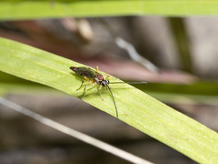 Syzeuctus tigris