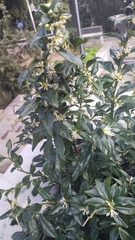 Sarcococca confusa
