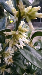 Sarcococca confusa