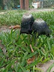 Coprinus calyptratus