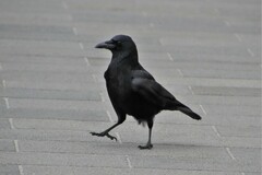Corvus corone