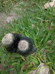 Coprinus calyptratus