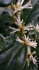 Sarcococca confusa