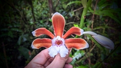 Phaius