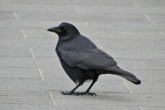 Corvus corone