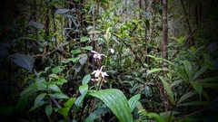 Phaius