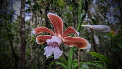 Phaius