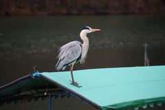 Ardea cinerea