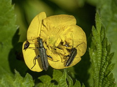 Oedemera virescens
