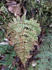 Dryopteris paleolata