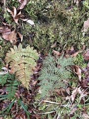 Dryopteris paleolata