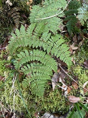 Dryopteris paleolata