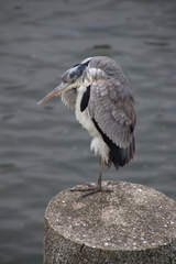 Ardea cinerea