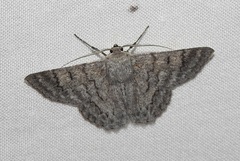 Crypsiphona ocultaria