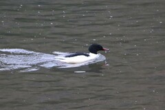 Mergus merganser